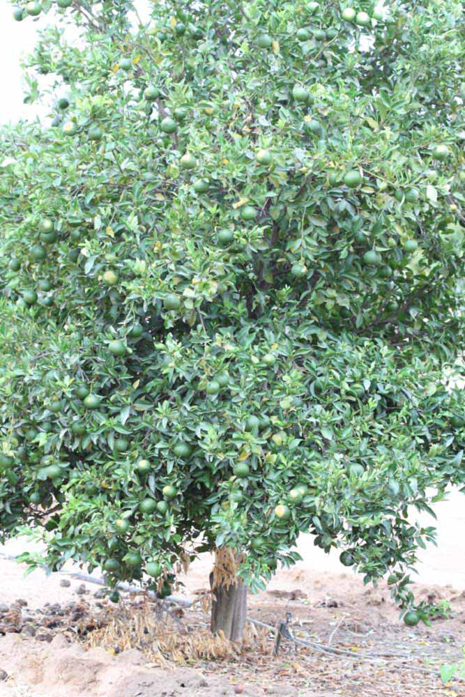            Habit (Riverside, CA)   